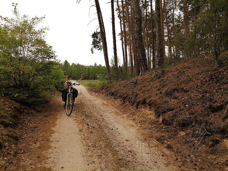 Lasy przed Włocławkiem